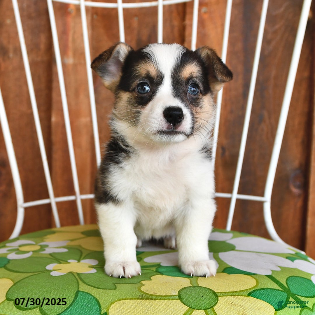 Welsh Corgi Pembroke dogs for sale: Stella - Image 5