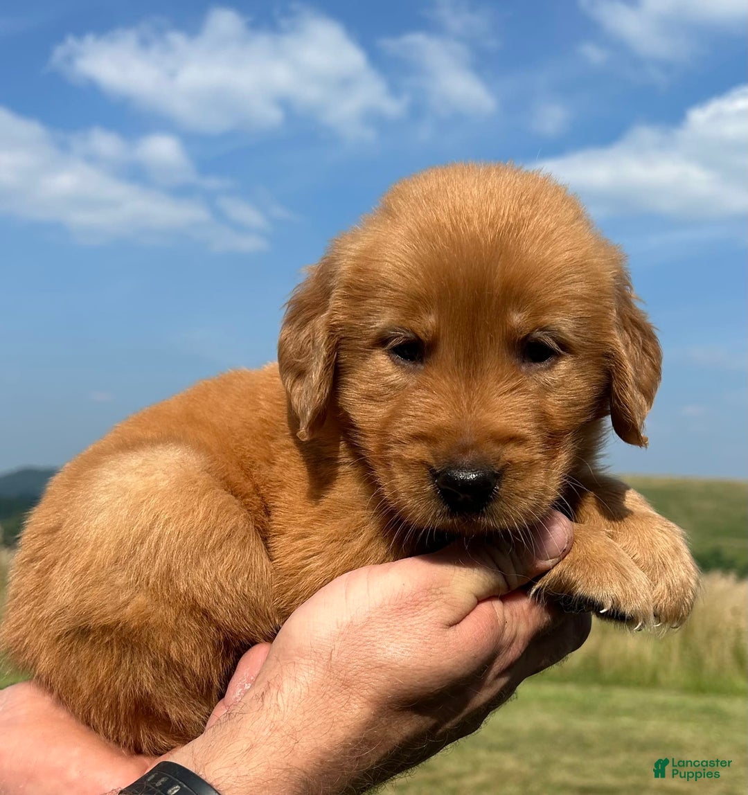 Golden Retriever dogs for sale: Copper - Image 31