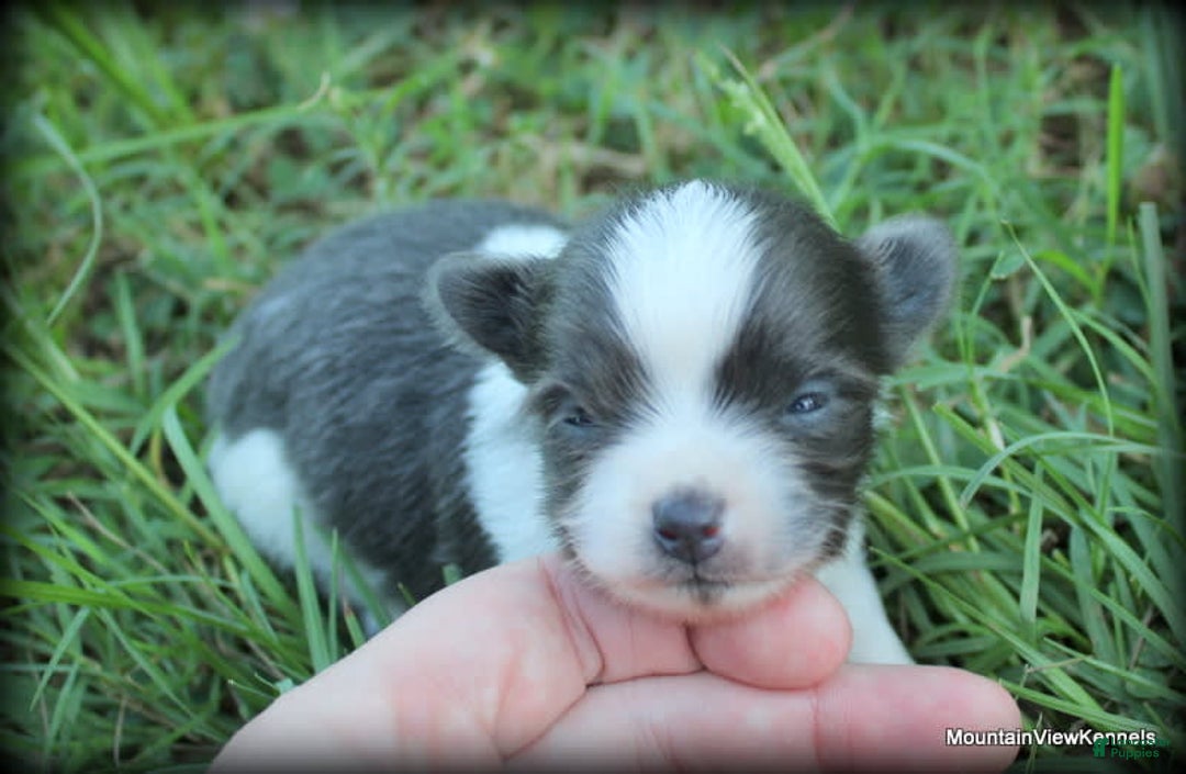 Chihuahua dogs for sale: Longhair Chavez - Image 4