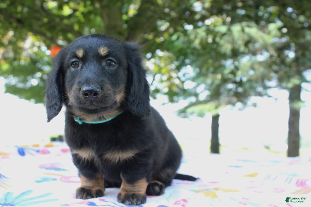 Miniature Dachshund dogs for sale: Mystery - Image 9