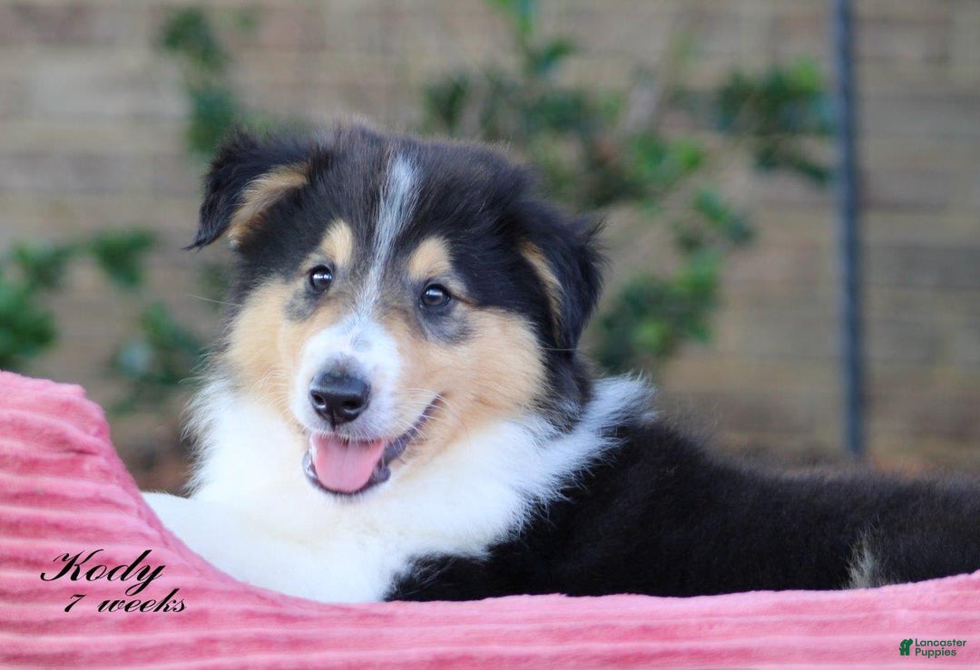 categoriesInfo:categoryAttributeOptions.pets.dogs.breed.roughCollie dogs for sale: Kody - Image 3