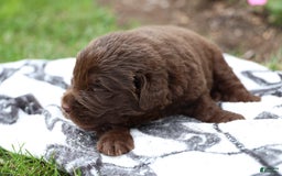 Newfoundland dogs for sale: Hershey - Image 3