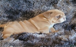 English Bulldog dogs for sale: Ozzy - Image 11