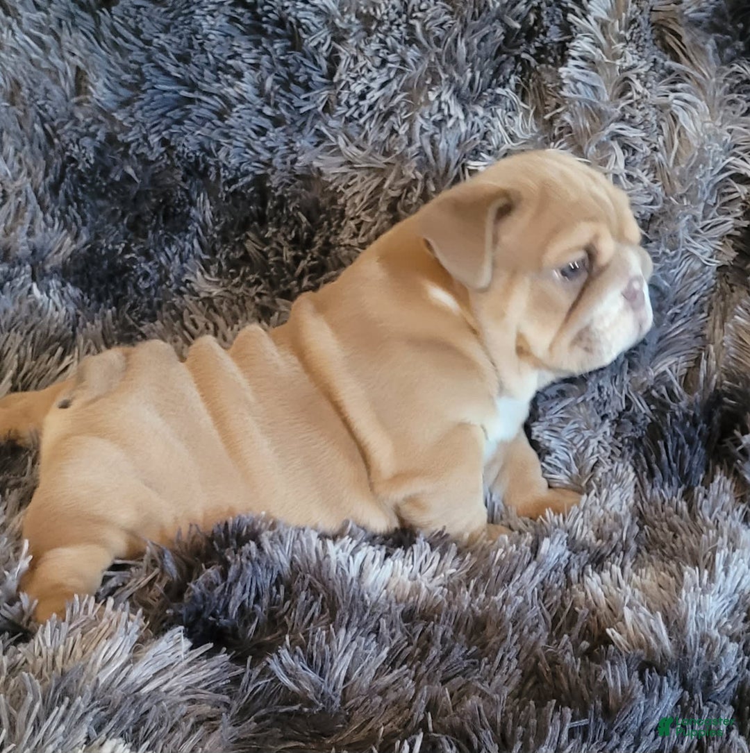 English Bulldog dogs for sale: Ozzy - Image 11