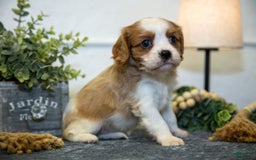 Cavalier King Charles Spaniel dogs for sale: Cody - Image 3
