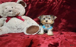Yorkshire Terrier dogs for sale: LOUIE - Image 8