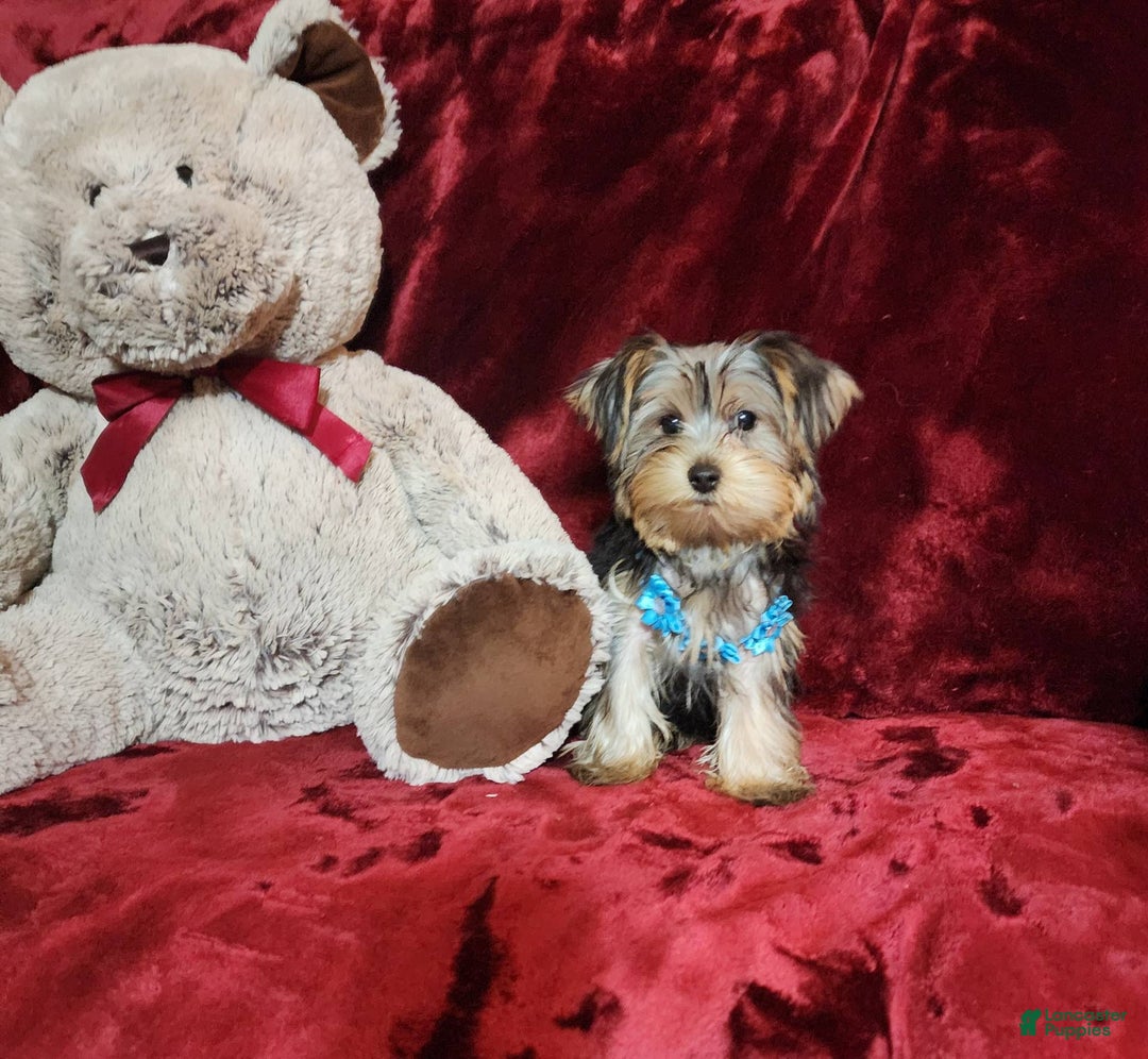 Yorkshire Terrier dogs for sale: LOUIE - Image 8