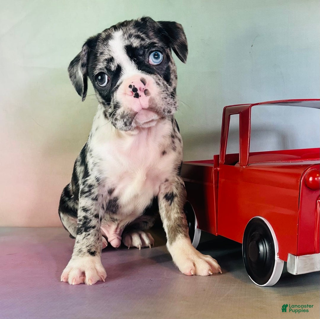 Frenchton dogs for sale: Cash Blue Eye Dna Clear - Image 6