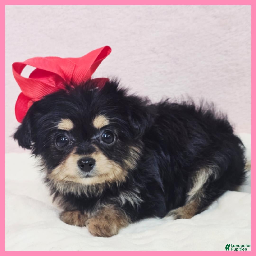 Morkie dogs for sale: Ivy - Image 2