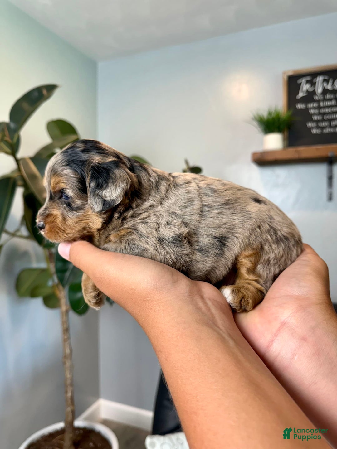 Mini Goldendoodle dogs for sale: Noah - Health tested - Image 5
