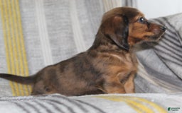 Miniature Dachshund dogs for sale: Zero - Image 2