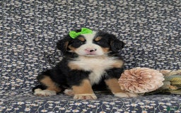 Bernese Mountain Dog dogs for sale: Genessa - Image 1