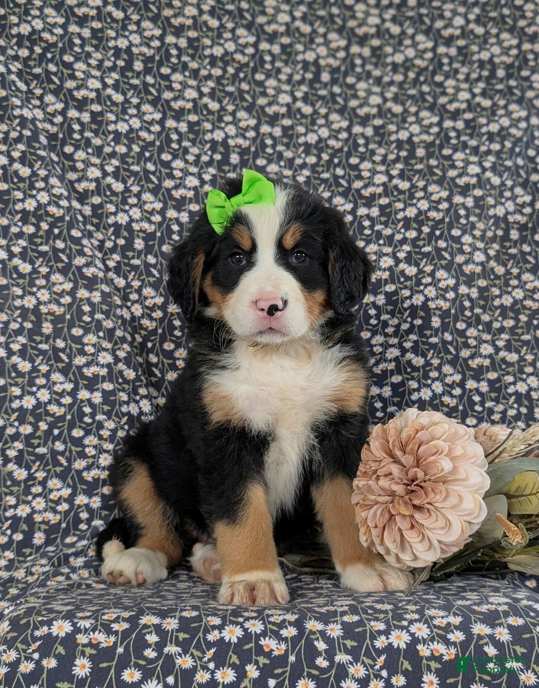 Bernese Mountain Dog dogs for sale: Genessa - Image 1