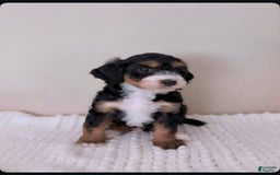 Mini Aussiedoodle dogs for sale: Cove - Image 1
