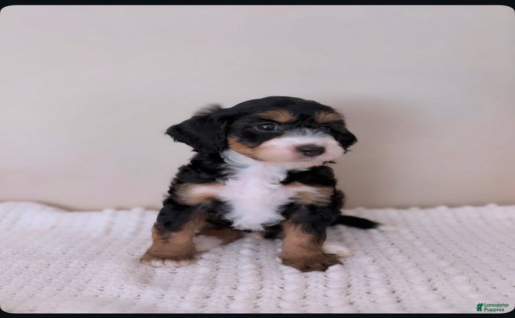 Mini Aussiedoodle dogs for sale - Ad 1