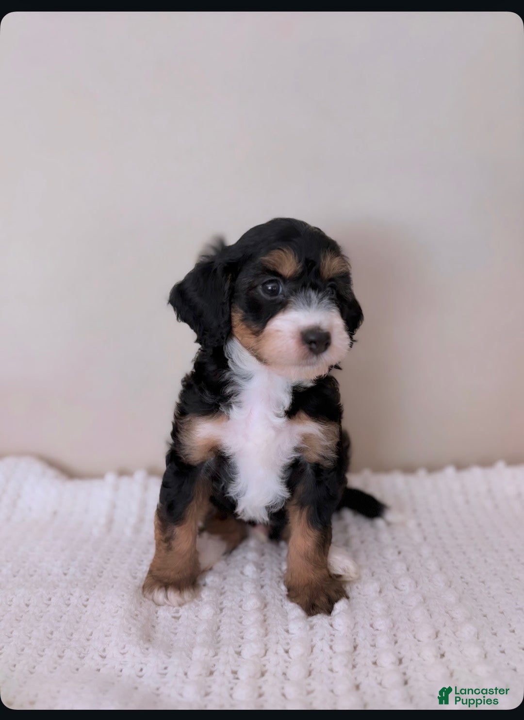 Mini Aussiedoodle dogs for sale: Cove - Image 1
