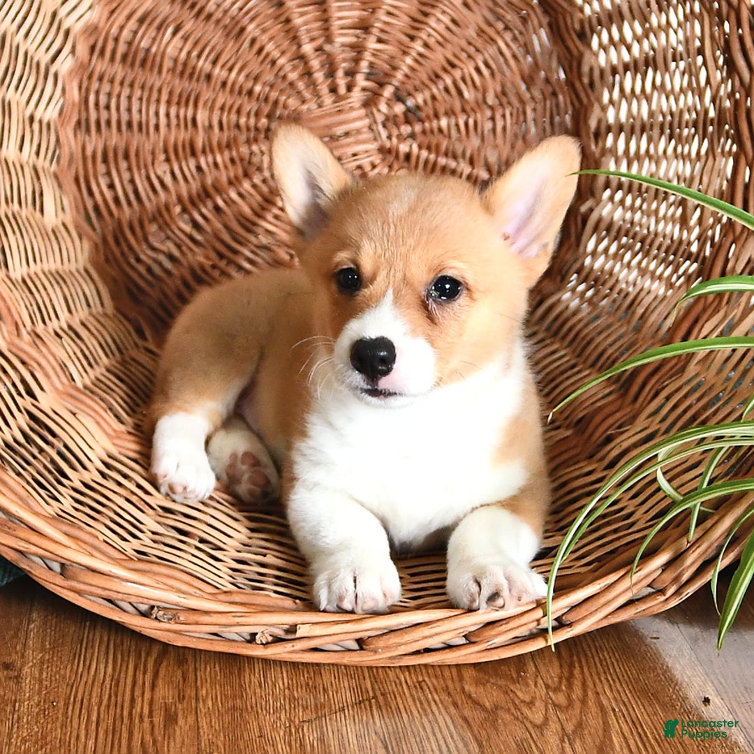 Welsh Corgi Pembroke dogs for sale: Hope - Image 4
