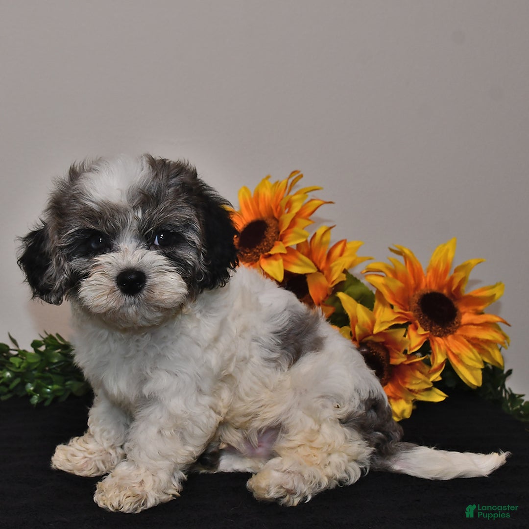 Cavapoo dogs for sale: Joey - Image 2