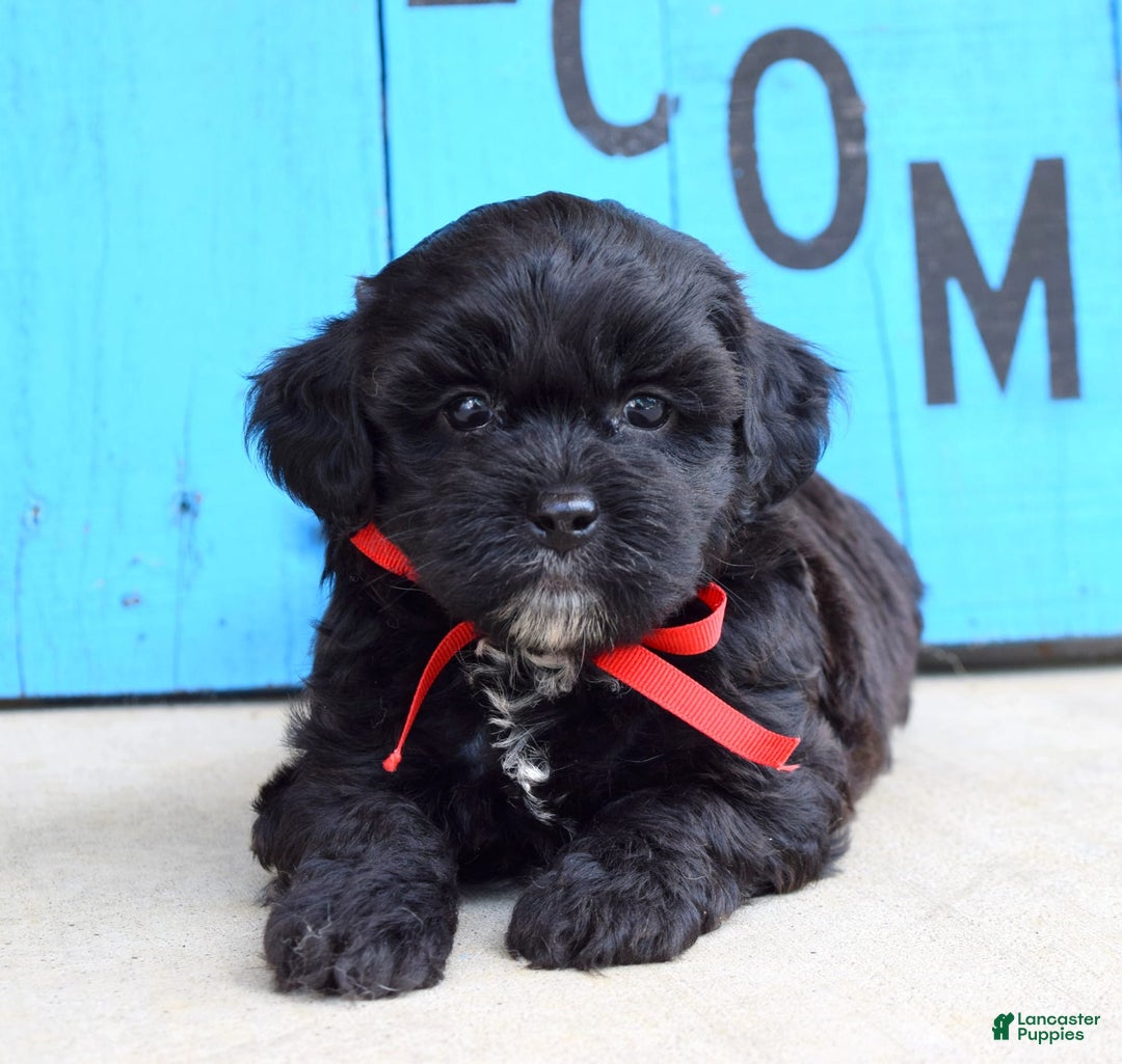 Shihpoo dogs for sale: Sammy - Image 2