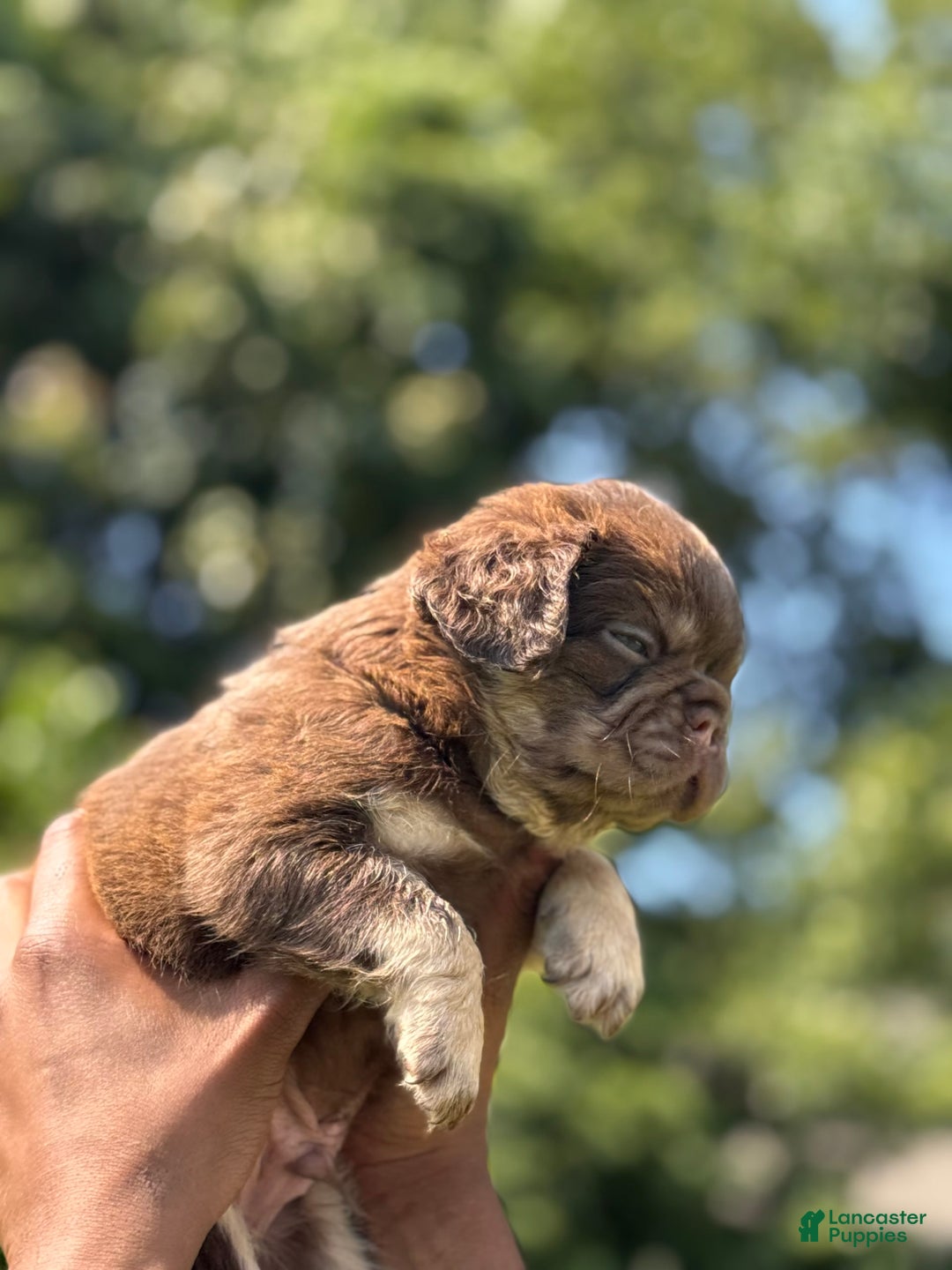 French Bulldog dogs for sale: Ted - Image 3