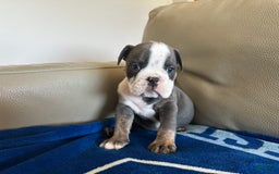 English Bulldog dogs for sale: Elliot - Image 1