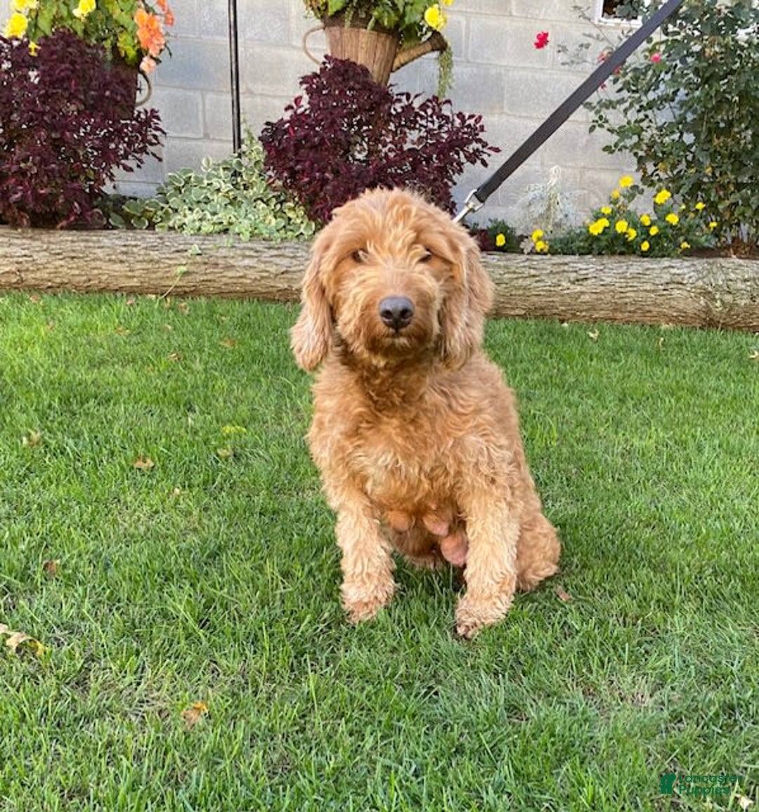 Mini Goldendoodle dogs for sale: Juniper - Image 8