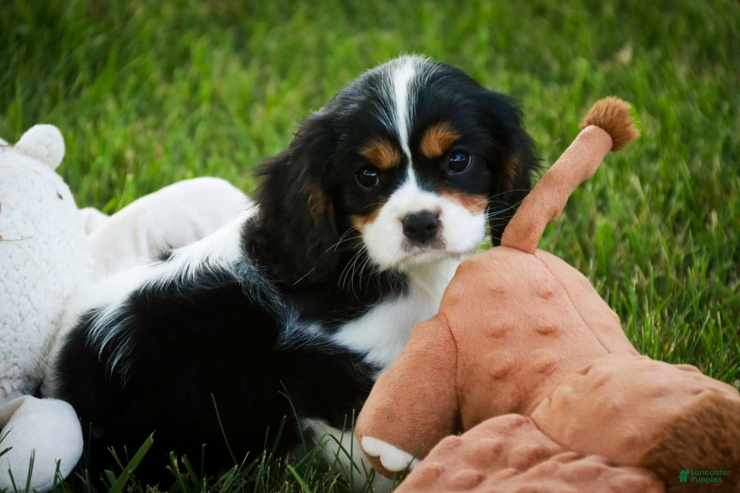 Cavalier King Charles Spaniel dogs for sale: Nero - Image 4