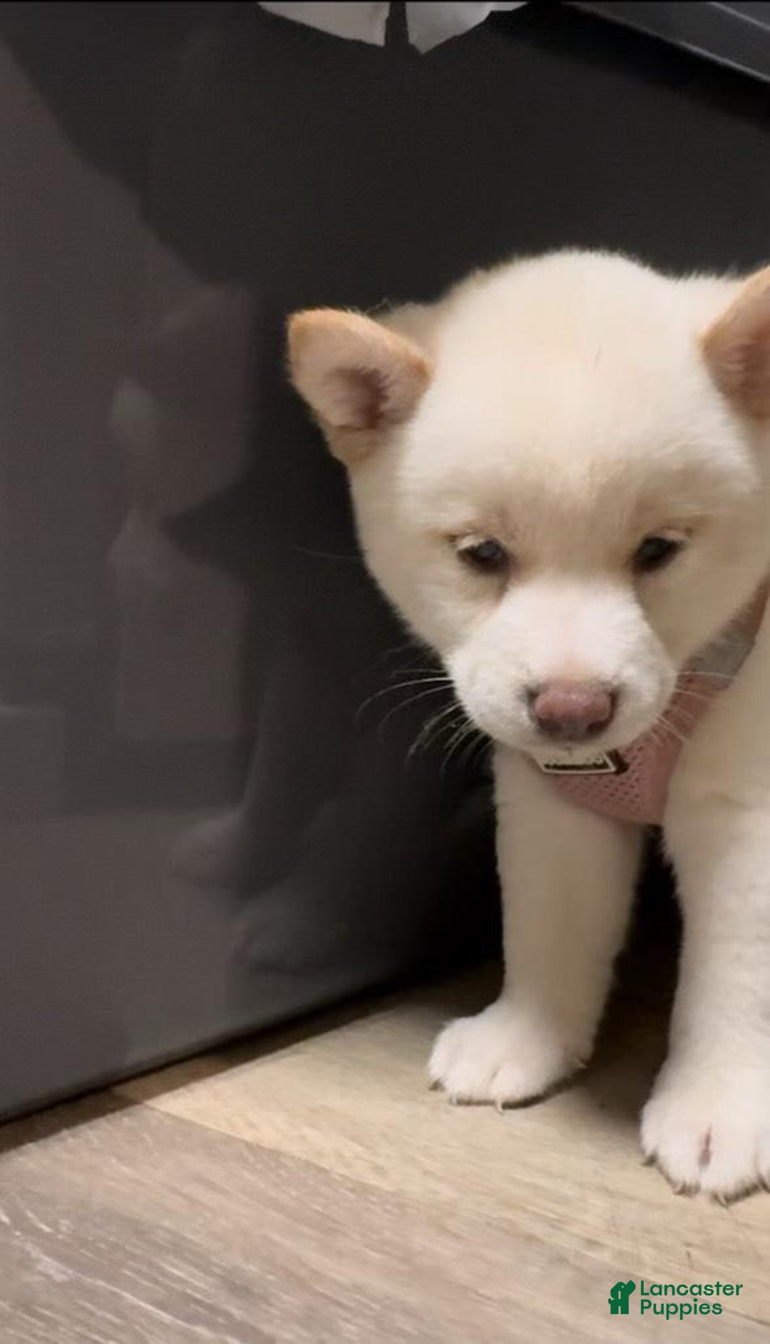 Shiba Inu dogs for sale: Daisy - Image 6