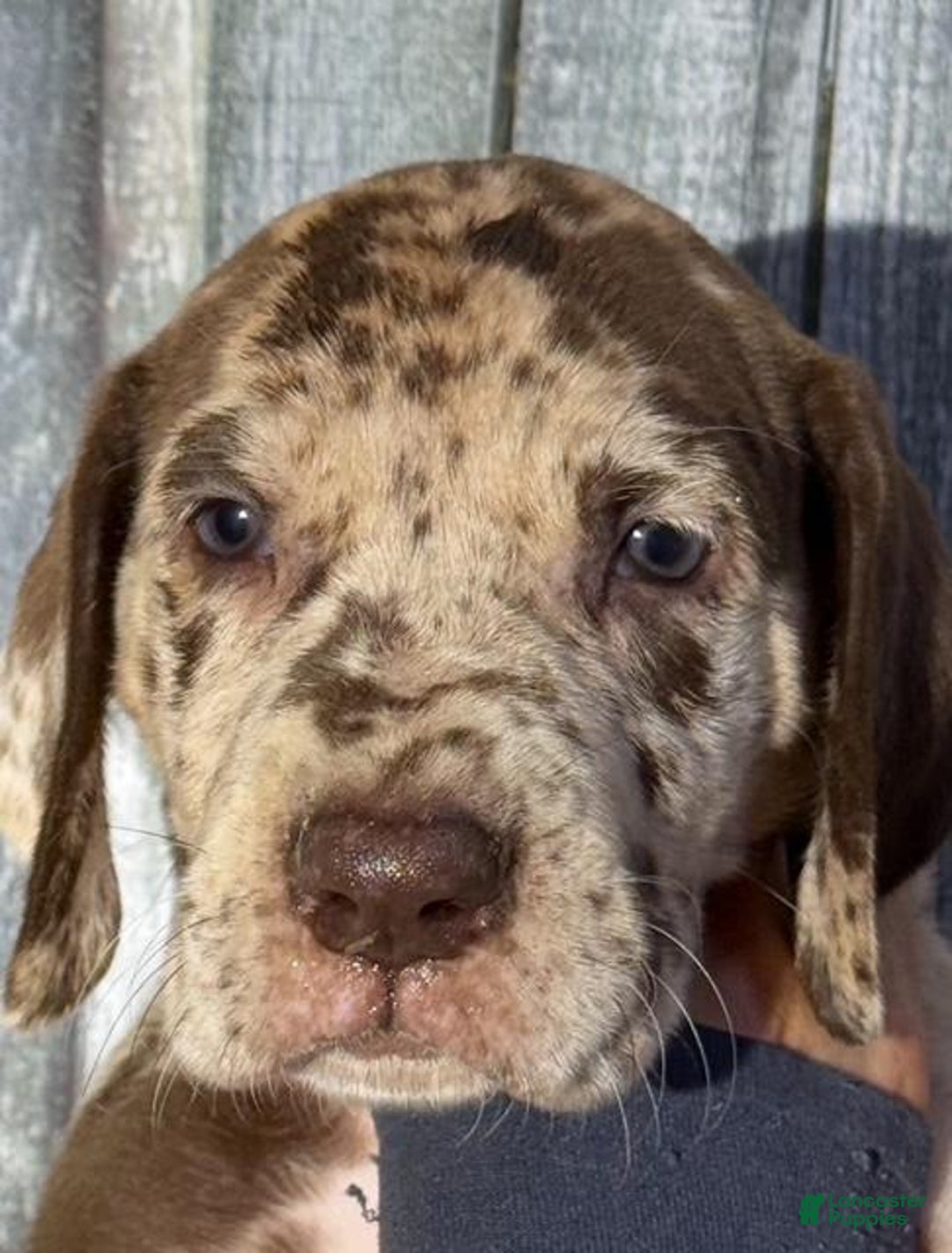 Great Dane dogs for sale: Great Dane 4 puppies - Image 7