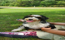 Mini Bernedoodle dogs for sale: Poppy - Image 2