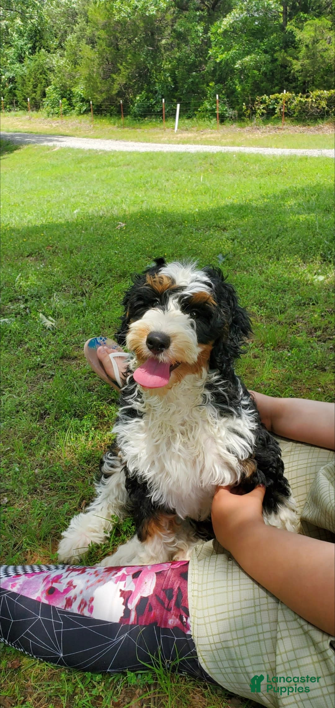 Mini Bernedoodle dogs for sale: Poppy - Image 2