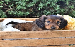 Miniature Dachshund dogs for sale: Dick - Image 3