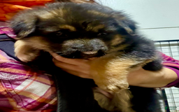 German Shepherd dogs for sale: Male 2 - Image 1