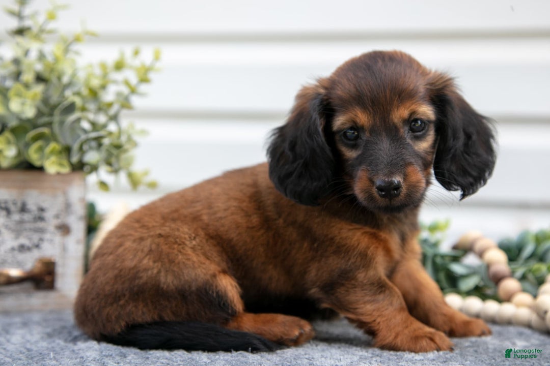 Miniature Dachshund dogs for sale: Miniature Dachshund 4 puppies - Image 11
