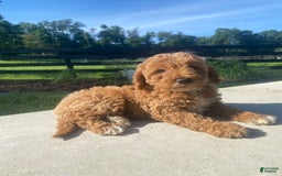 Mini Goldendoodle dogs for sale: Darla - Image 7