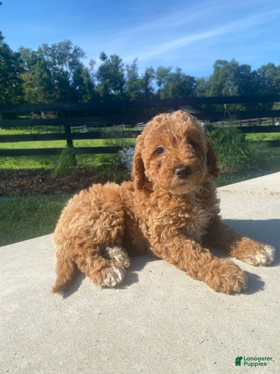 Mini Goldendoodle dogs for sale: Darla - Image 7