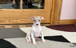 Italian Greyhound dogs for sale: Jaden - Image 2