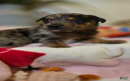 Labrador Retriever dogs for sale: Casper - Image 7