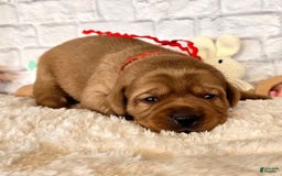 Labrador Retriever dogs for sale: Red Girl - Image 1