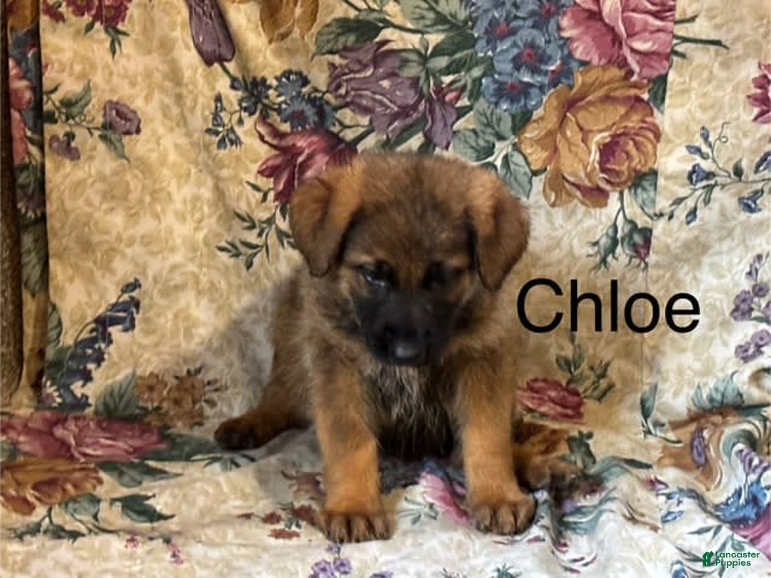 German Shepherd dogs for sale: Chloe - Image 6