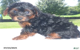 Yorkiepoo dogs for sale: Mia - Image 14