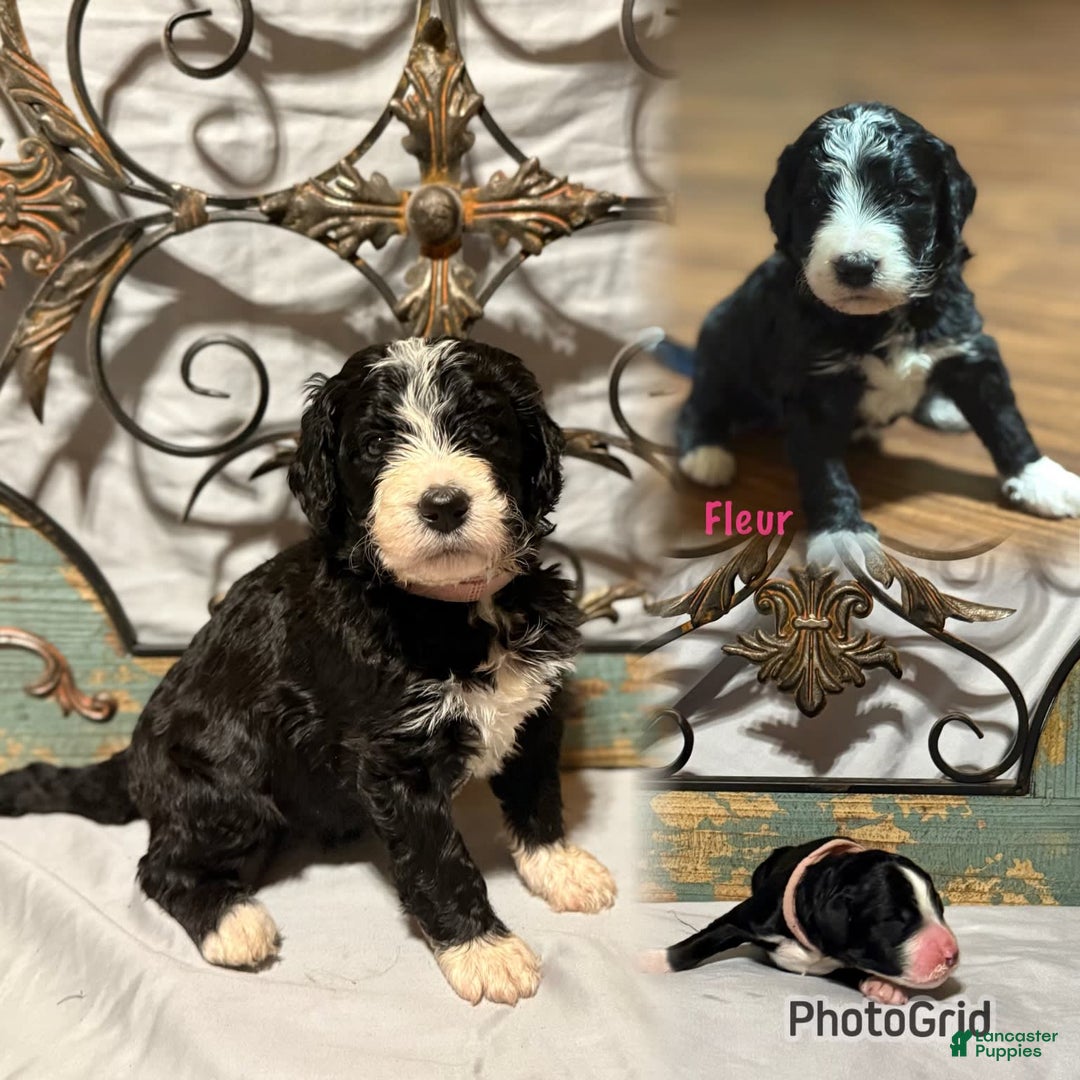 Bernedoodle dogs for sale: Fleur - Image 1