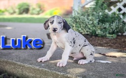 Great Dane dogs for sale: Luke - Image 3