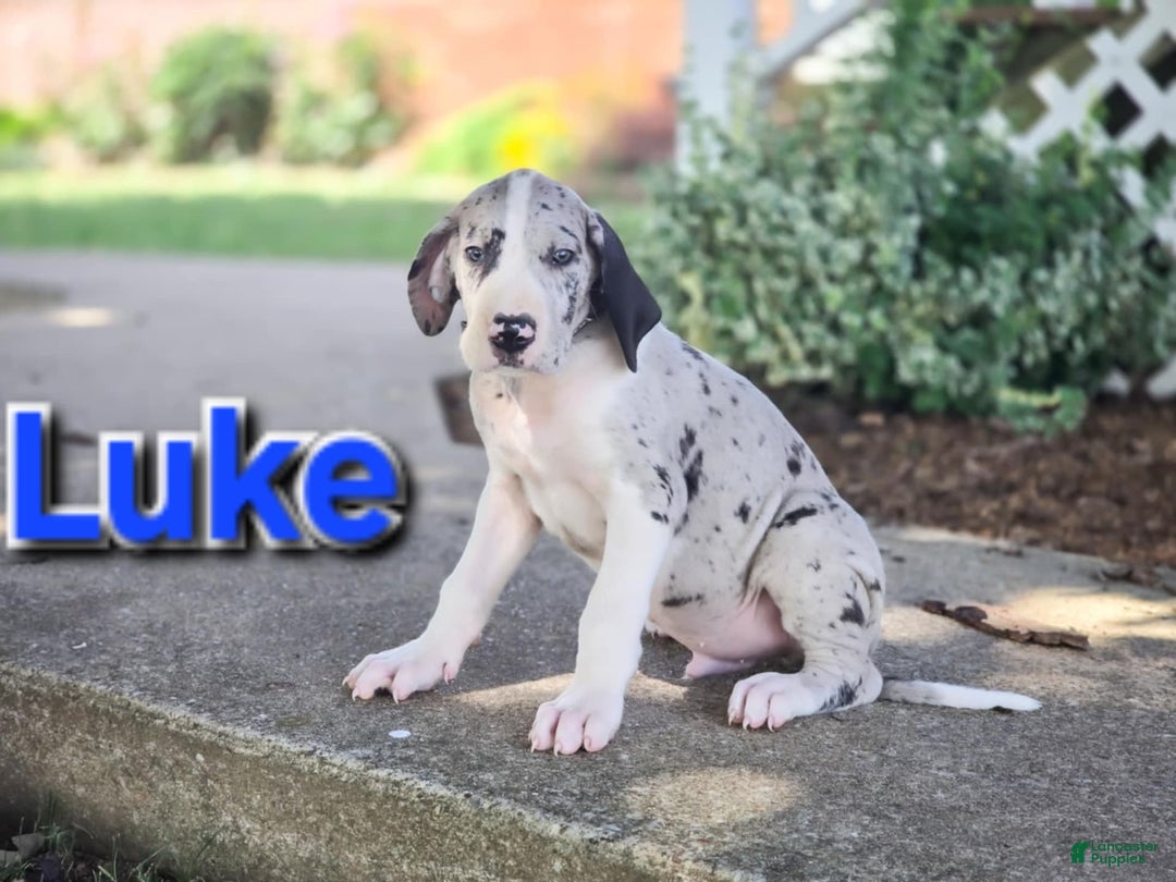 Great Dane dogs for sale: Luke - Image 3