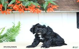 Cocker Spaniel dogs for sale: Nova - Image 5