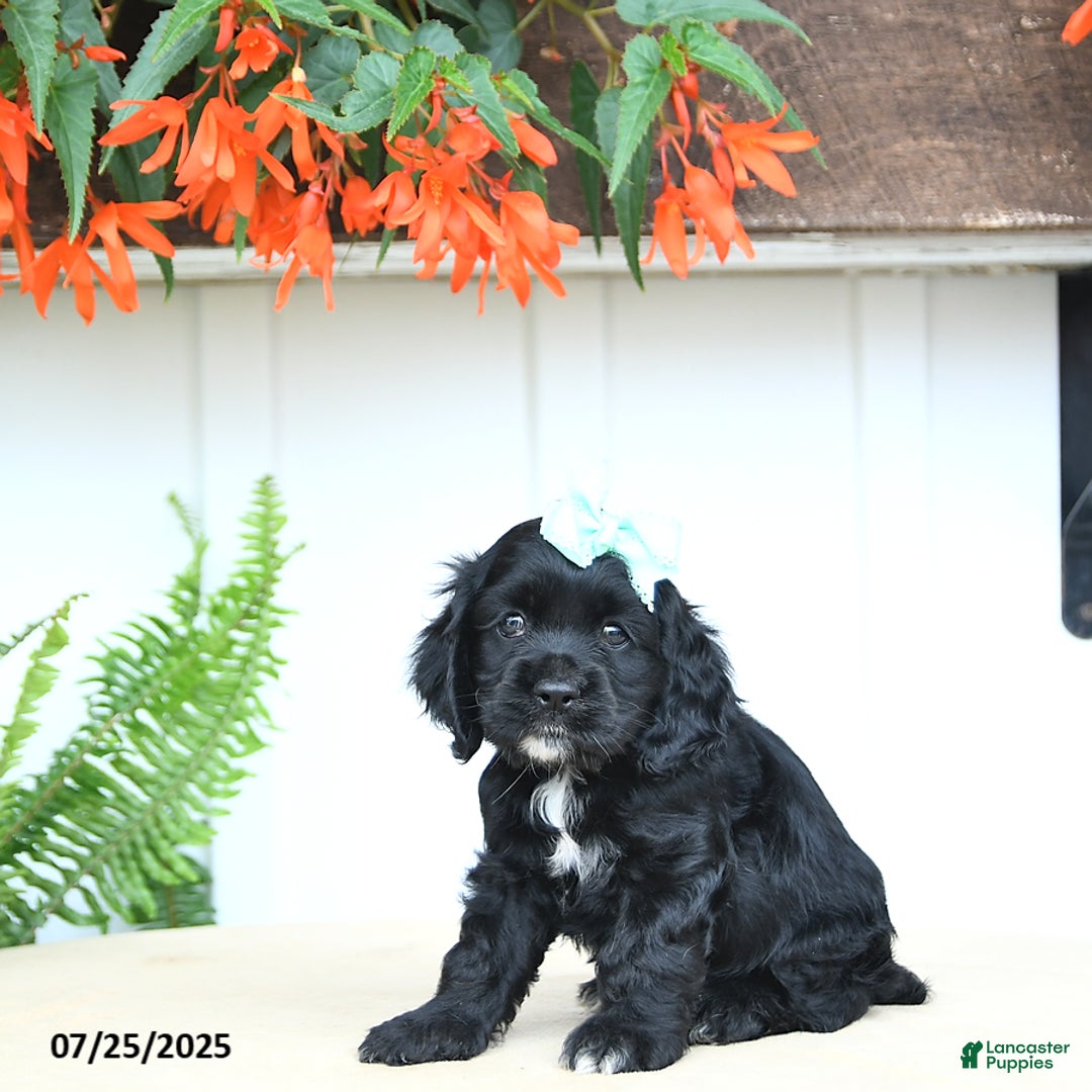 Cocker Spaniel dogs for sale: Nova - Image 5
