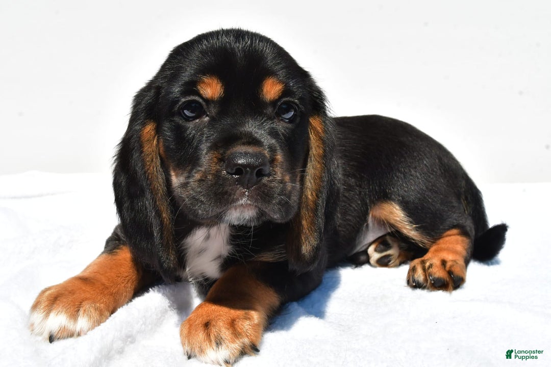 Beaglier dogs for sale: Chase - Image 3