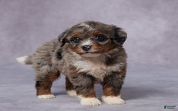 Mini Bernedoodle dogs for sale: Clara - Image 4