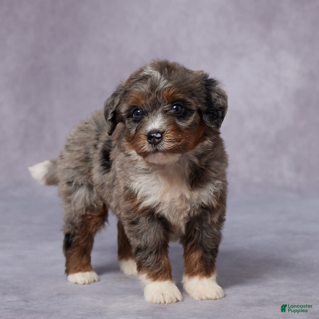 Mini Bernedoodle dogs for sale: Clara - Image 4