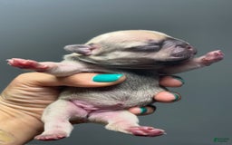 French Bulldog dogs for sale: Brianna - Image 1